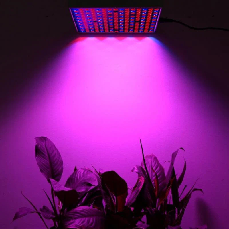 Purple-LED-Growth-Lights Purple-LED-Growth-Lights