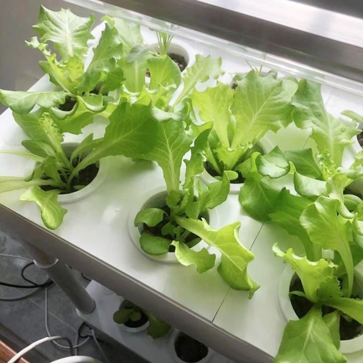 4-tier Hydroponic Garden Kit With LED Lights